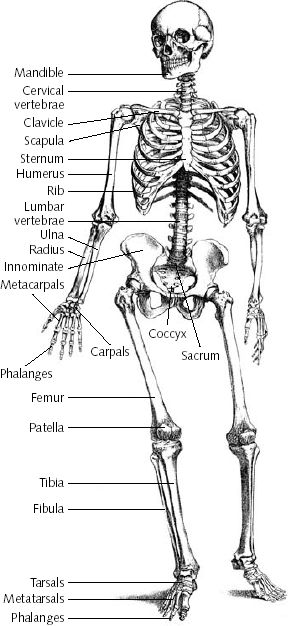 human skeleton drawing. my beautiful dark twisted