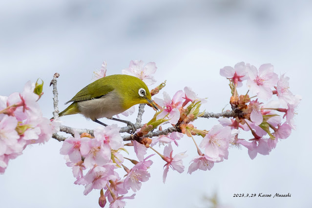 今日も公園の河津桜にメジロが来ています