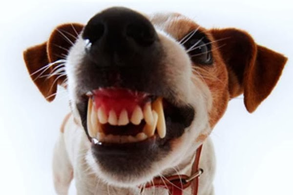Dono de cachorros solta os animas na rua Ilhéus e moradores do Parque entram em pânico Dono de cachorros solta os animas na rua Ilhéus e moradores do Parque entram em pânico
