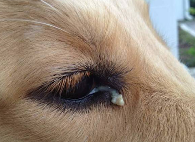 ¿Por qué se infectan los ojos de un perro? ¿Qué hacer con el dueño?