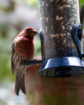 Words In Our Beak’s goal is to open readers to a simple understanding of the winged world and their environment. Set in a rooftop urban garden in New York City, my story is told in the voice of Cam, a female cardinal, who visits it. Words In Our Beak is directed to children and adults who are curious about birds, and want to learn about them from a unique perspective. The book includes hundreds of images of flora and fauna, links to movies, as well as to informative narratives that have been created by the author.  Now in Apple’s iBooks store @ https://itunes.apple.com/us/book/words-in-our-beak/id1010889086?mt=11