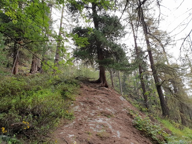 Hiking the AHV Weg trail in Zermatt. One of the “risky” tree that could topple over anytime soon