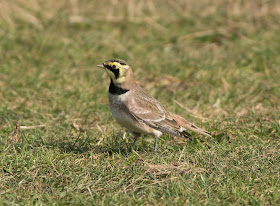 Shore Lark - Spurn, Yorkshire