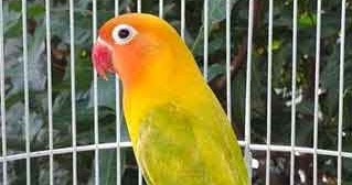 12 Aneka Jenis Burung  Lovebird  Dan Harga Pasarannya