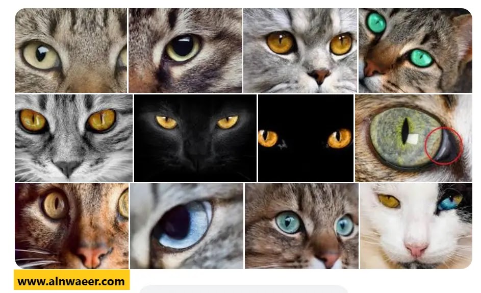عيون القطط