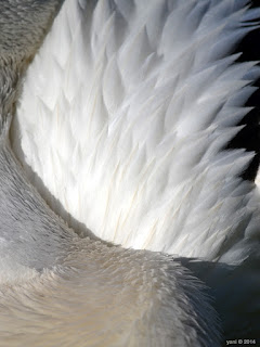 pelican fluff