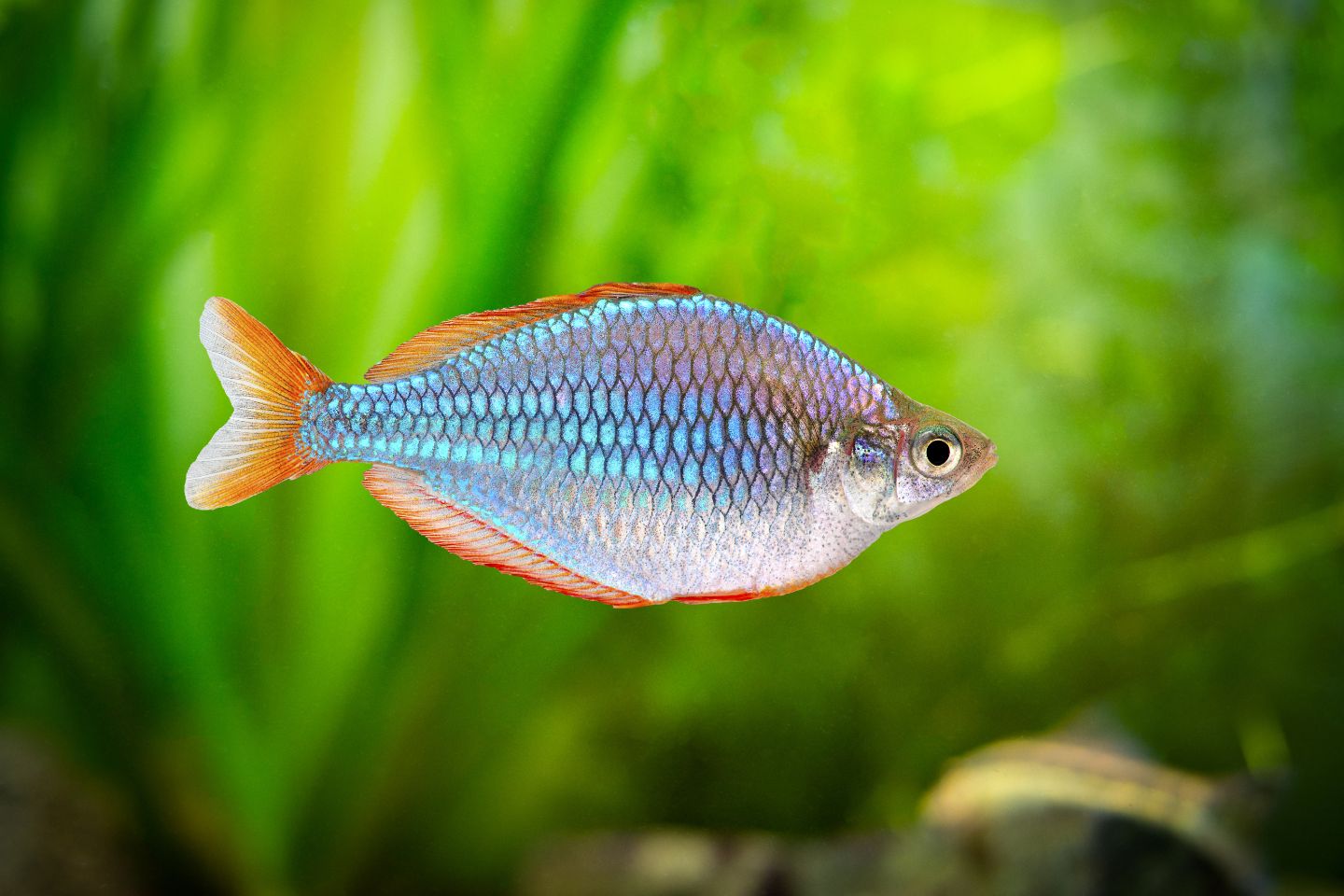 Ikan Rainbowfish Mudah Dipelihara di Akuarium - Ikanhiasku.net