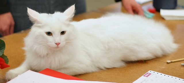 Small Cute White Norwegian Forest Cat seat on table
