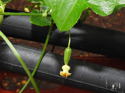 垂果瓜的雌花