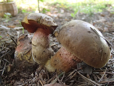 Grzyby majowe, grzyby w maju, grzyby na wiosnę, grzybobranie w maju, borowiki w maju, borowik ceglastopory Boletus luridoformis, Las Bronaczowa, lasy w okolicach Krakowa