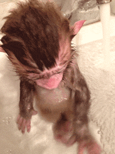 Baby Owl Taking A Bath : Adorable Baby Owl Takes a Bath (8 gifs) - Izismile.com - Cute baby taking his first bath in bucket.