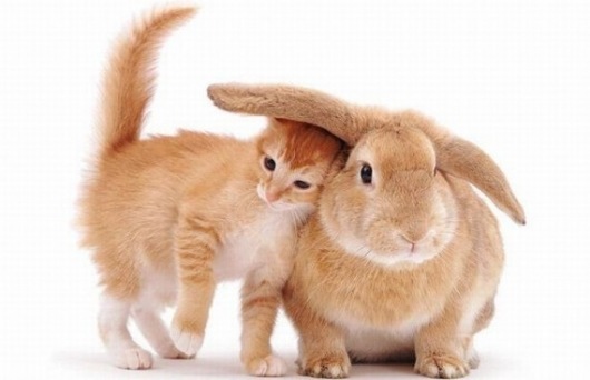 sweet_rabbit_cat2