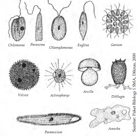  PROTOZOA  Ciri Ciri Protozoa  Filum Gambar Protozoa  Cara 