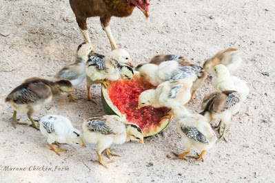 Chicken and chicks eating a watermelon