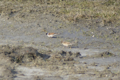 Reidmosk - Rietgors - Emberiza schoeniclus