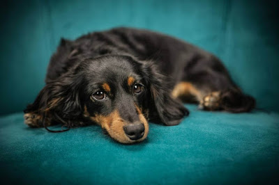 Miniature Dachshund dog breed