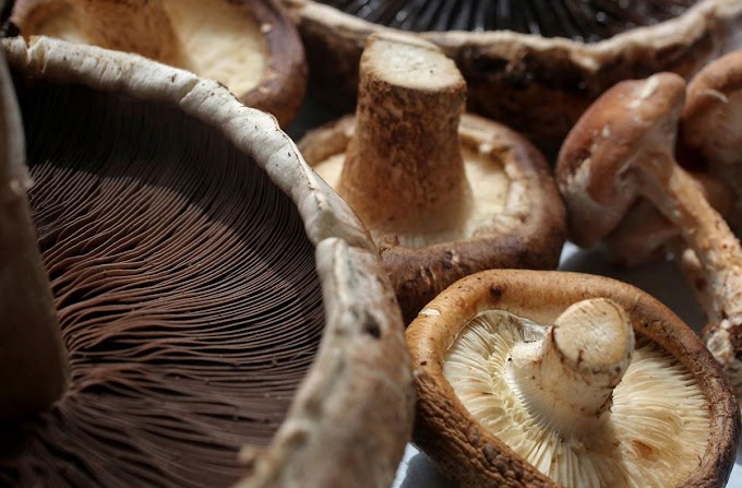 Mushroom demand in Hyderabad | Mushroom supply | Biobritte mushroom supplier