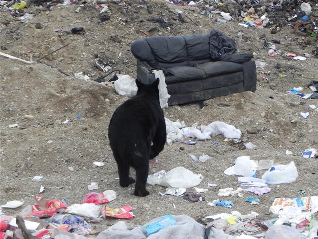 Chill bear, funny bear, bear sits on couch