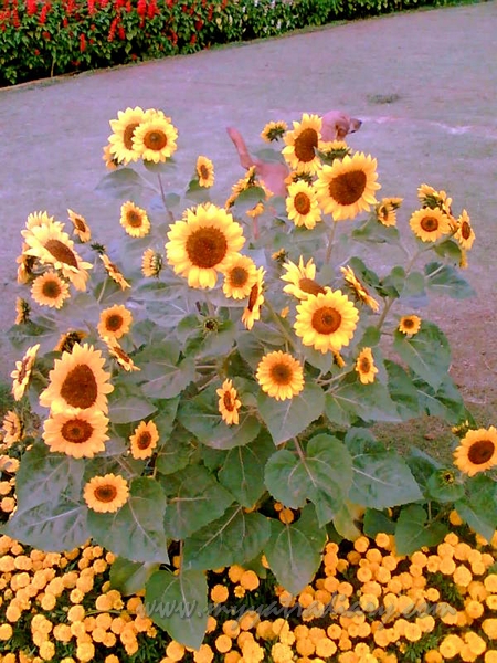 Yellow sunflowers at Lalbaug Botanical Garden Glass House, Bangalore