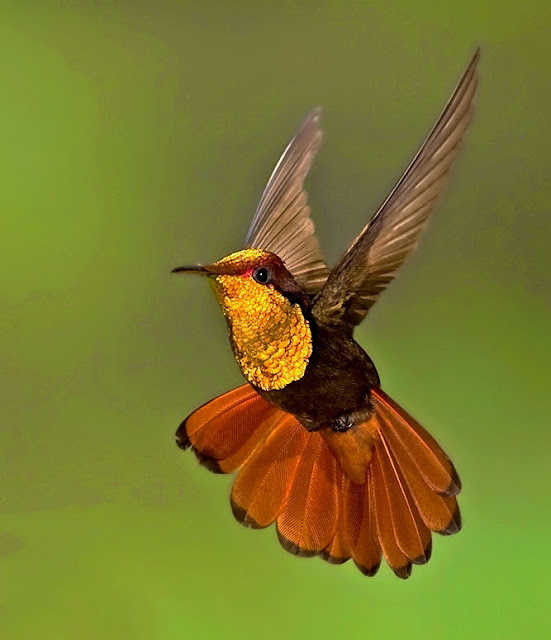 Beautiful golden brown hummingbird flying with wings