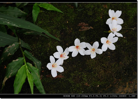 桐花順