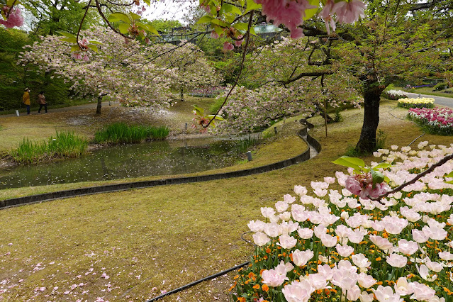 鳥取県西伯郡南部町鶴田 とっとり花回廊 花の谷 八重桜