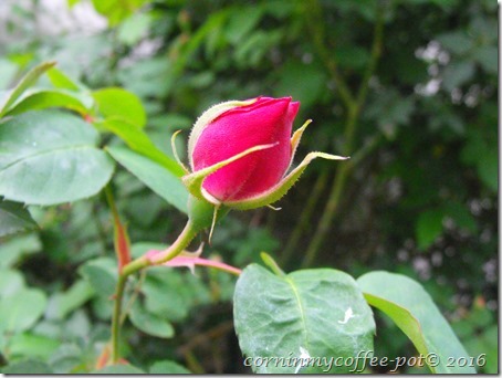 DSCF9640