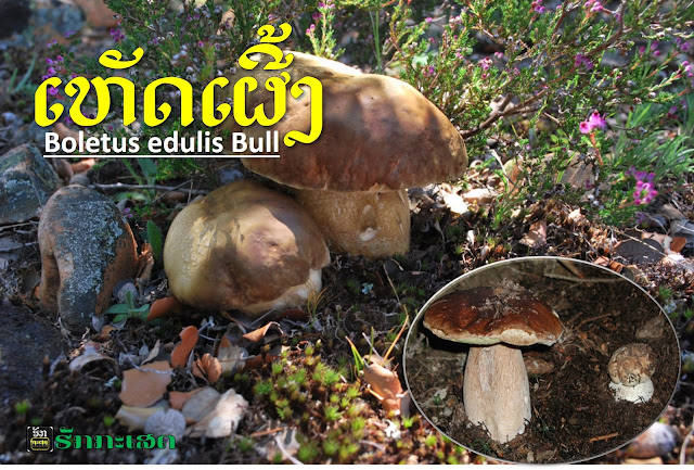 ຂໍ້ມູນທົ່ວໄປ  ການນຳໃຊ້  ອາຫານ  ສີນຄ້າ  ຊື່ວິທະຍາສາດ / ຕະກຸນ  Boletus edulis Bull. / Boletaceae  ຊື່ພ້ອງ  Boletus betulicola (Vassilkov) Pilát & Dermek Boletus citrinus A. Venturi Boletus clavipes (Peck) Pilát & Dermek Boletus edulis subsp. betulicola (Vassilkov) Hlaváček Boletus edulis subsp. clavipes (Peck) Singer Tubiporus edulis (Bull.) P. Karst  ຊື່ອື່ນ  King Bolete Mushroom   ບັນຍາຍລັກສະນະພືດສາດ ດອກເຫັດສູງ 35 ຊມ. ໝວກເຫັດກວ້າງ 7−30 ຊມ, ເມື່ອແກ່ເຕັມໄວ້, ເນື້ອໜຽວນຸ່ມ, ຮູບຊາມຄວມ, ເມື່ອດອກຍັງອ່ອນ, ດອກຈະນູ້ນຂື້ນເຄີ່ງກາງ, ແຕ່ເມື່ອແກ່ຈະພຽງ, ທົ່ວໄປແລ້ວຈະເປັນສີນ້ຳຕານແດງປົນສີຂາວໃກ້ກັບຂອບ ແລະ ເຂັ້ມຂື້ນເມື່ອແກ່ແລ້ວ. ກ້ານດອກເຫັດ ຍາວ 8−25 ຊມ, ໜາປະມານ 7 ຊມ, ອວບໜາ, ໃຫຍ່ກວ່າໝວກເຫັດຖ້າສົມທຽບກັນ, ມັນຈະເປັນຮູບກະສ້ວຍອອກຈາກເຄີ່ງການໝວກເຫັດດ້ານລຸ່ມ, ຜິວຈະເປັນລາຍຄ້ານຕ່າໜ່າງ ແລະ ລຽບສ່ວນໃກ້ໂຄນ. ຢູ່ສ່ວນລຸ່ມຂອງໝວກເຫັດຈະມີຮູບສະປໍເປັນຫຼອດ, ຫຼອດຍາວ 1−2 ຊມ, ເປັນສີຂາວເມື່ອຍັງອ່ອນ, ເມື່ອແກ່ຈະເປັນສີຂຽວປົນສີເຫຼືອງ. ມັນຈະມີ 2−3 ຮູຕໍ່ 1 ມມ. ລາຍພີມສະປໍເປັນສີນ້ໍ້າຕານໂອລິບ.  ບັນຍາຍການນຳໃຊ້ ເປັນອາຫານທີ່ນີຍົມສຳລັບຄົນລາວ ເຮັດແກງໃສ່ກັບໜໍ່ໄມ້ ຫຼື ຜັກທຳມະຊາດ, ເຫັດເຜີ້ງໃນທຳມະຊາດ ຍັງເປັນ ອາຫານໃຫ້ແກ່ສັດ, ແມງໄມ້ ແລະ ຂີ້ກະເດືອນ. ຢາພື້ນເມືອງມັນເປັນອາຫານຮັກສາກະເພາະລຳໄສ້, ເຫັດເຜີ້ງສາມາດອົບແຫ້ງ ແລະ ຂາຍຕ່າງທ້ອງຕະຫຼາດທົ່ວໄປ. ທາດຄາຣ໌ໂບໄຣເດຣດເປັນສ່ວນສຳຄັນ ຂອງເຫັດຊະນີດນີ້, ໂດຍສົມທຽບປະມານ 9.23% ຕໍ່ນ້ຳໜັກທັງໜົດຂອງດອກສົດ ແລະ  65.4% ຂອງນ້ຳໜັງເຫັດແຫ້ງ. ຖ້າເຫັດແຫ້ງແລ້ວຈະມີໄຂມັນເຖີງ 2.6%. ນອກນັ້ນຍັງມີອາຊີດໄຂມັນເຊັ່ນ: ພາລມິຕິກ ອາຊີດ 9.8%, ສະແຕຣິກອາຊີດ 2.7%, ໂອເລອິກ ອາຊິດ 36.1%, ລີໂນເລອິກ 42.2% ແລະ ລີໂນເລອິກ ອາຊີດ 0.2%  ຕະຫລາດເຫັດ  − ຂາຍໄດ້ລາຄາດີ − ເປັນເຫັດທີ່ນີຍົມໃນ ຈີນ ແລະ ຫວຽດນາມ − ພົບເຫັດຊະນີດນີ້ພຽງລະດູຝົນ  ການປູກ ເປັນເຫັດທີ່ເກີດຕາມທຳມະຊາດ, ຍັງບໍ່ມີເຕັກນິກໃນການປູກ, ປະຊາຊົນພຽງເກັບກູ້ ແລະ ຮັກສາປ່າບ່ອນທີ່ມັນເກີດໄວ້.  ການເກັບກ່ຽວ ວິທີການ: ເກັບທັ້ງໝົດດອກແກ່ ແລະ ອ່ອນ ລະດູການເກັບກູ້: ພືດສະພາ, ມິຖຸນາ, ກໍລະກົດ, ສີງຫາ, ກັນຍາ, ຕຸລາ ຜົນຜະລິດ, ສະມັດຕະພາບ ແລະ ຜະລິດຕະພາບ: ເປັນເກັບກູ້ຕາມທຳມະຊາດ ຜູ້ໜື່ງສາມາດເກັບກູ້ໄດ້ປະມານ 4−6 ກລ/ວັນ.