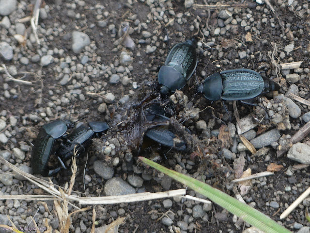 074: beetles clustered around a bit of scat perhaps