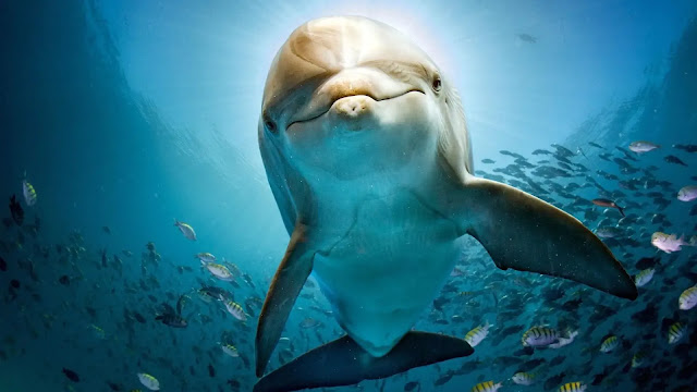 Dolphin