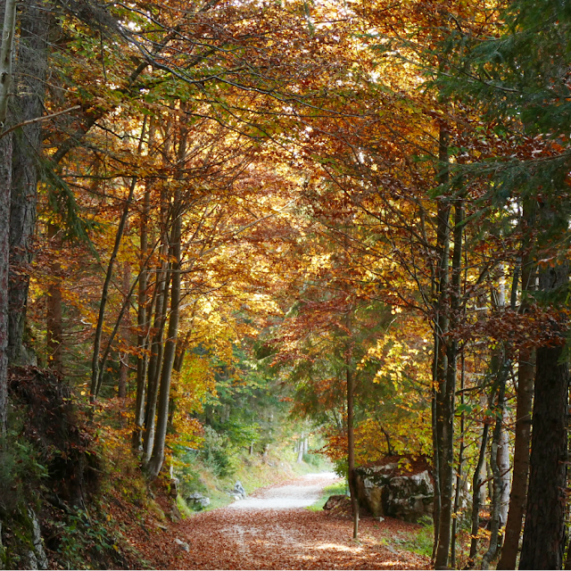 respiro degli alberi monte cimone drago di vaia