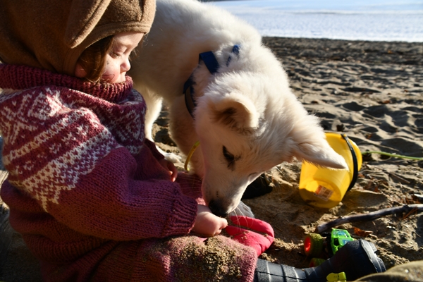 røsholmstranda hvit gjeterhund