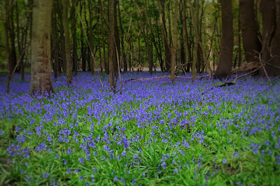 bluebell woods, springtime