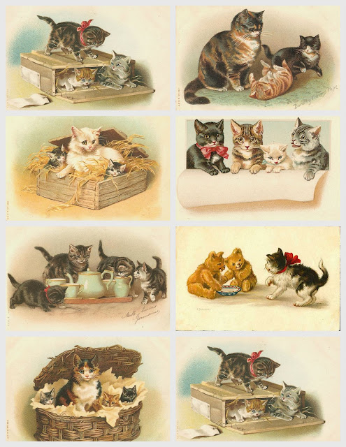 Images anciennes de chats