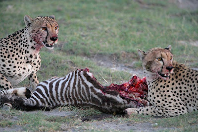 Cheetahs Hunting Video Picture