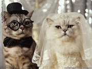 On Vocations, Contentment, and Hating Cats (cats cats wedding)