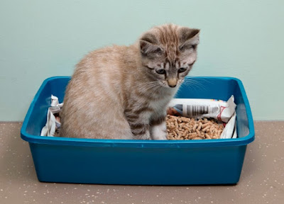 Things to Consider Before Buying a Litter Box for Cats