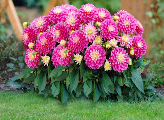 Gambar bunga dahlia