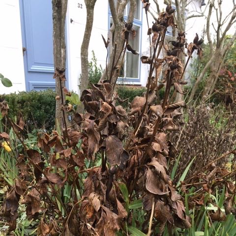 withered  paeonia 'Jan van Leeuwen'