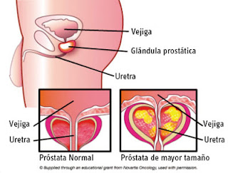 Resultado de imagen para que funcion tiene la prostata