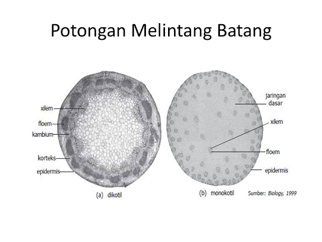 Potongan Melintang Batang