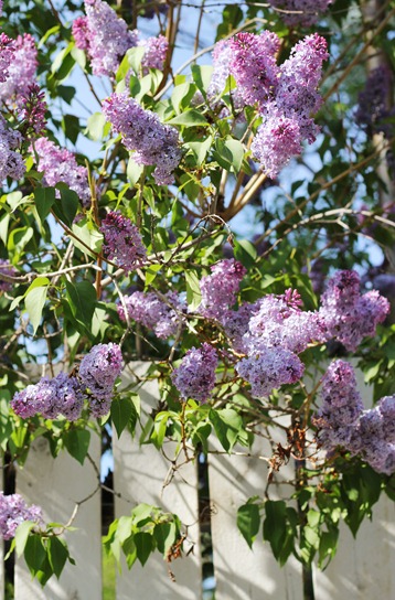 20110528 lilacs (5) edit