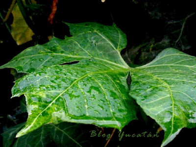 Hoja de Chaya Planta Yucatan Mexico