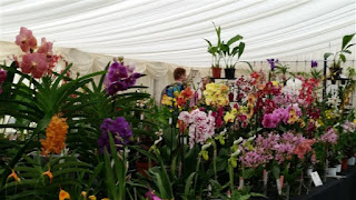 Welsh Orchid Festival 2015©Polly o'Leary2015