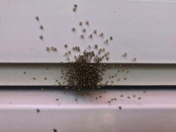 Nest met veel te veel spinnen