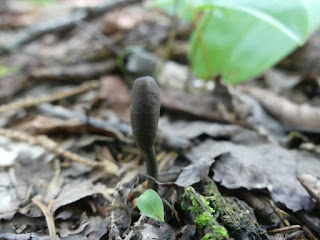 Tolypocladium ophioglossoides - Cordyceps langue-de-serpent