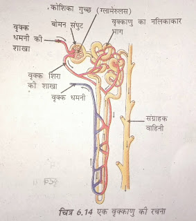 नेफ्रान का नामांकित चित्र