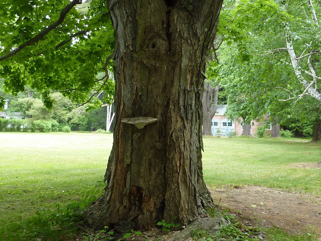  I have always loved decorating with nature Info FOr You decorating with nature