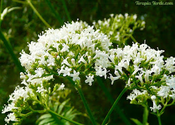 Benefícios da Valeriana