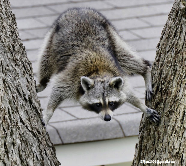 Picture of the Day - An unlucky raccoon